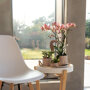 Roze orchidee, Rhipsalis en succulent in rieten schaal